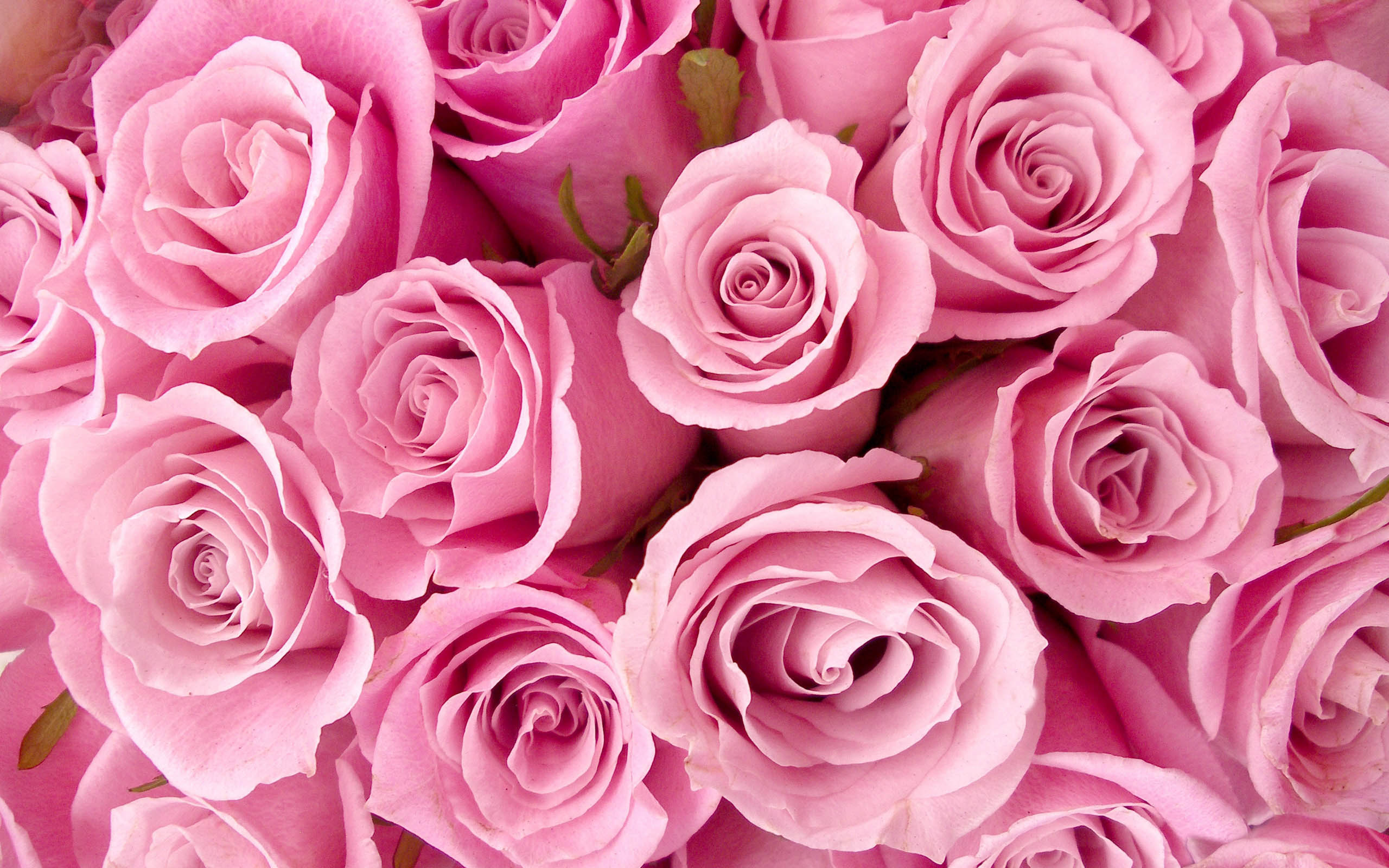 Special Pink Roses195449185 - Special Pink Roses - Special, Roses, Pink